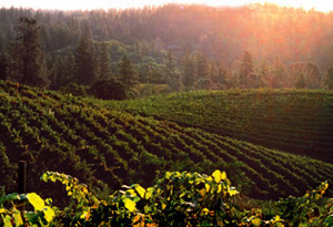 Boegervineyards